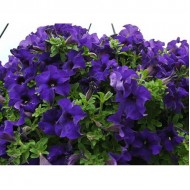 Сурфиния Giant Blue
